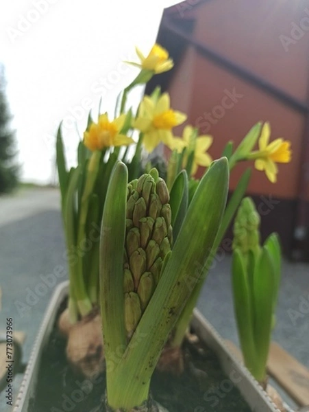 Obraz Yellow spring flower real photo 
Żółte wiosenne kwiaty