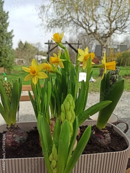 Obraz Yellow spring flower real photo 
Żółte wiosenne kwiaty