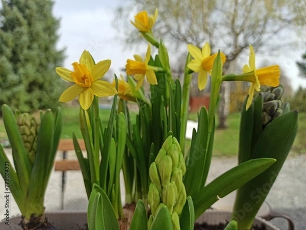 Obraz Yellow spring flower real photo 
Żółte wiosenne kwiaty