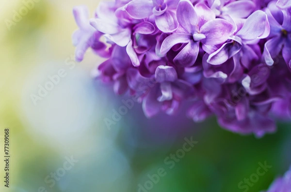 Obraz Lilac flowers background