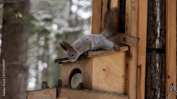 Fototapeta Squirrel sitting in taiga park