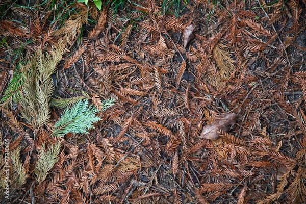 Obraz Фон из осенней листвы