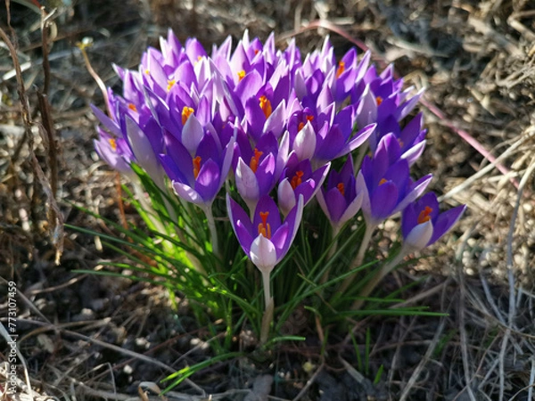 Fototapeta Spring purple crocuses grow on the ground