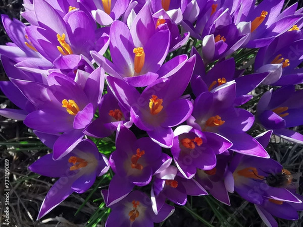 Obraz Spring purple crocuses grow on the ground