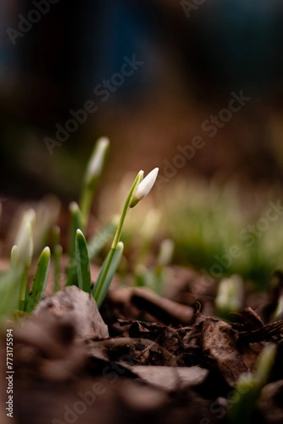 Fototapeta spring snowdrop flower