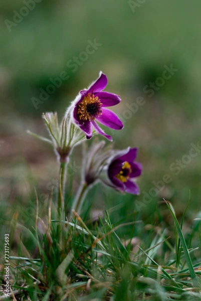 Fototapeta Pasqueflower