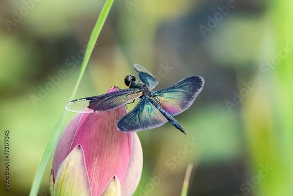 Fototapeta Colorful winged dragonfly perched on a lotus bud, Rhyothemis fuliginosa