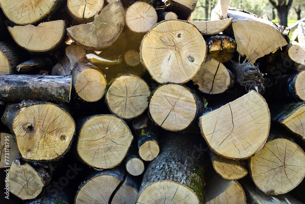 Obraz Gestapelte Holzstämme
