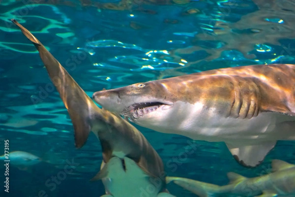 Obraz great white shark