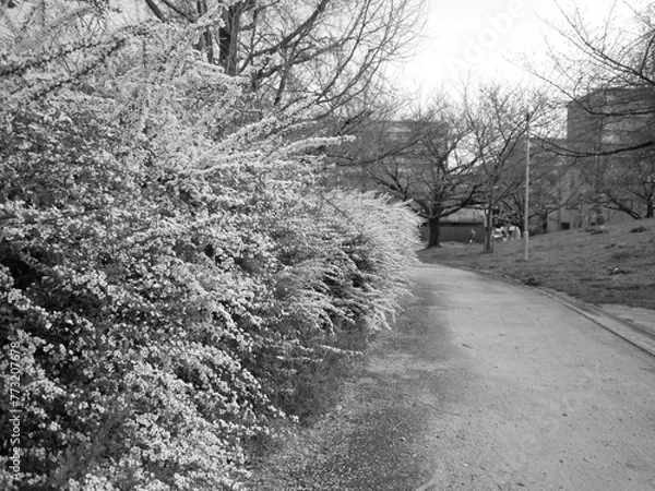 Obraz ユキヤナギ