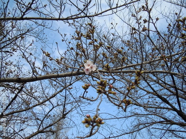 Obraz 桜
