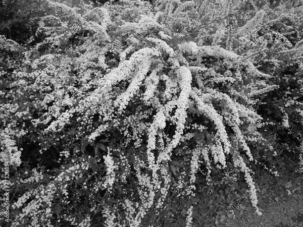 Obraz ユキヤナギ