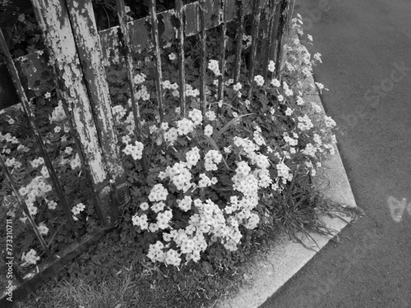 Obraz オオキバナカタバミ