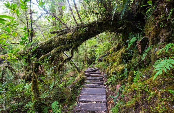 Fototapeta Rain forest