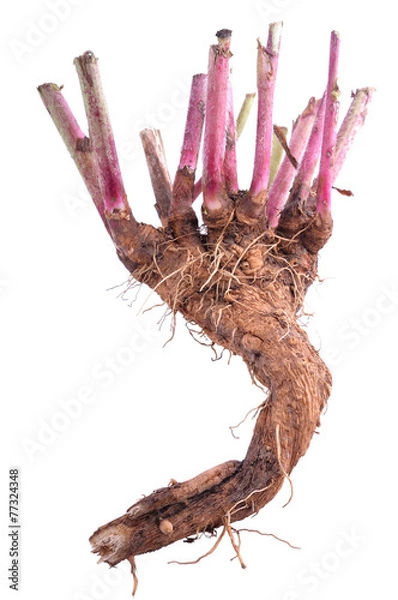 Obraz korzeń cykorii