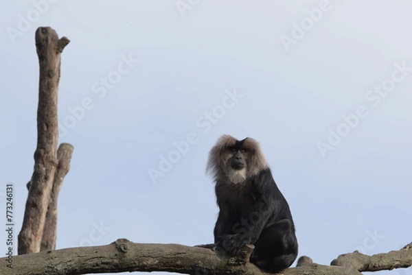 Fototapeta Ein Affe auf dem Ast