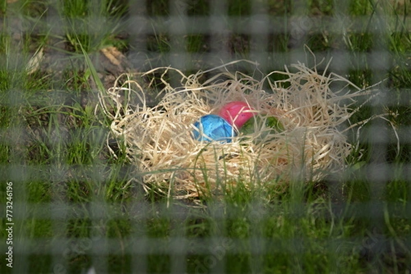 Fototapeta duck in the pond, Ostereier 
