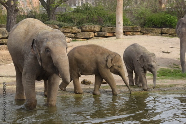 Fototapeta elephants in the water, Mutter und Babys 