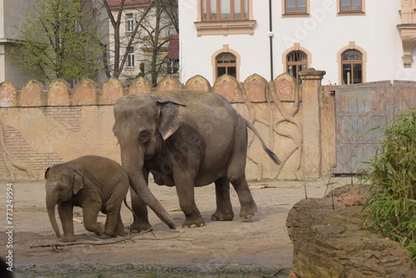 Fototapeta elephants in the zoo, Jungtier und Muttertier 