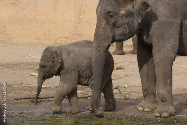 Fototapeta Mutter mit Baby 