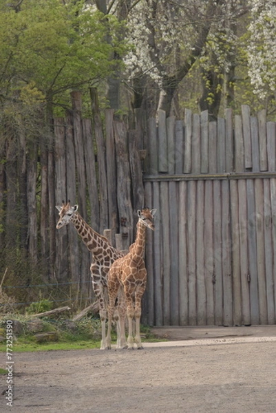 Fototapeta giraffe in the zoo