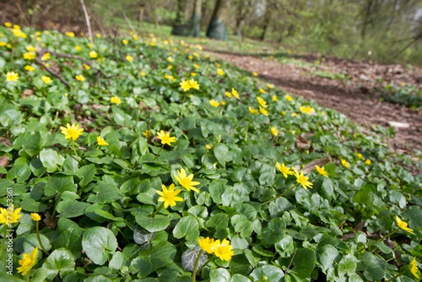 Obraz The lesser celandine or fig buttercup (Ficaria verna) blooming in spring