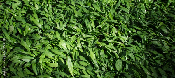 Obraz Botanical background. Wild garlic, also known as "bear garlic," embodies the rustic beauty and harmony of wild nature. 