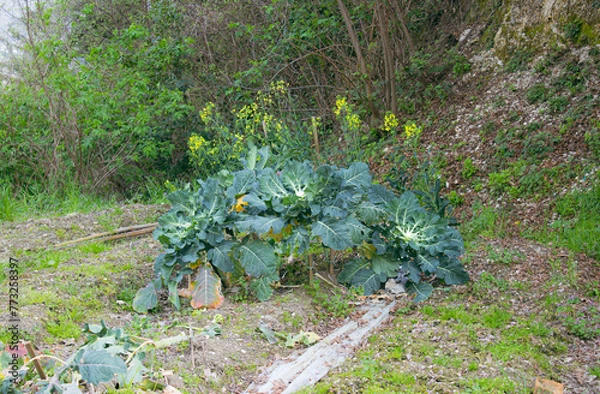 Fototapeta Translation: Detail of a mountain organic vegetable garden. Overgrown cabbages. Treviso, Italy.