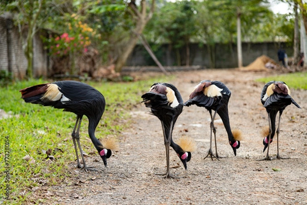Fototapeta A flock of grey crowned cranes grazes on the road, Balearica regulorum