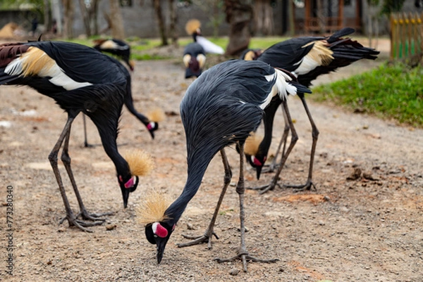 Fototapeta A flock of grey crowned cranes grazes on the road, Balearica regulorum