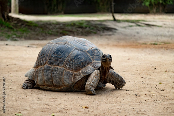 Fototapeta Large turtle on the ground looking forward, Aldabrachelys gigantea