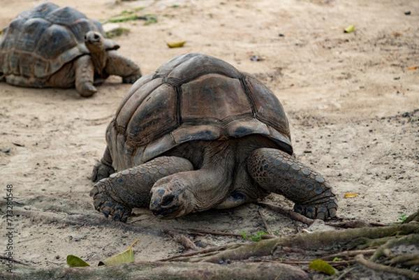 Fototapeta A large turtle eats leaves on the ground, Aldabrachelys gigantea
