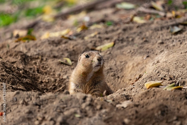 Fototapeta Yellow ground squirrel peeks out of its earthen hole, Spermophilus fulvus