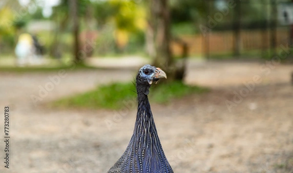 Fototapeta head of a guinea fowl on a blurred natural background, Numida meleagris