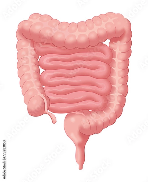 Obraz 腸
