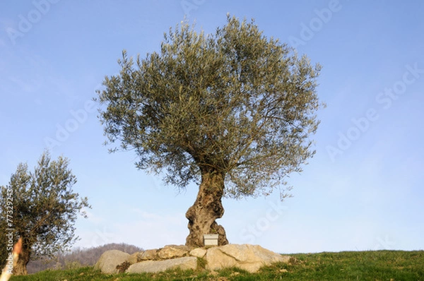 Obraz Un albero e l'arnia