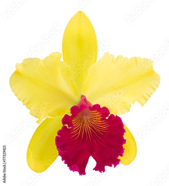 Obraz Cattleya orchid isolated on a white background