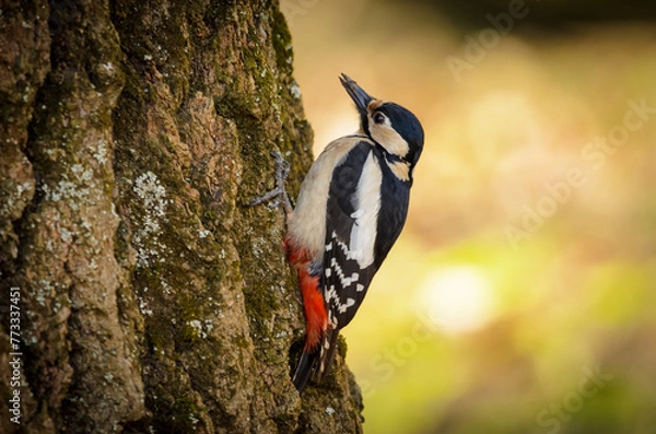 Obraz woodpecker on tree