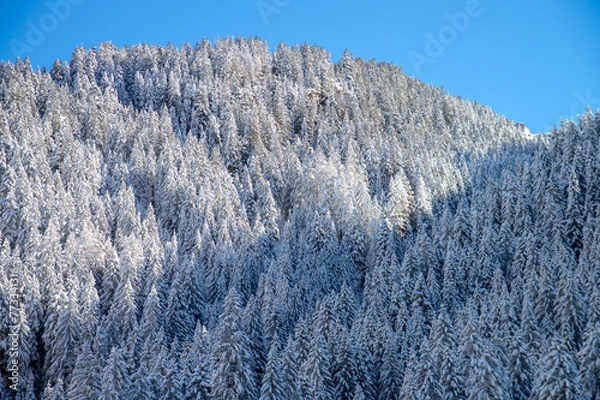 Obraz mountain trees