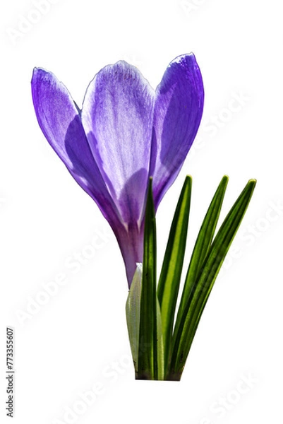 Fototapeta Bloom Purple Flower Saffron. Flower Crocus Closeup. PNG Design Element.