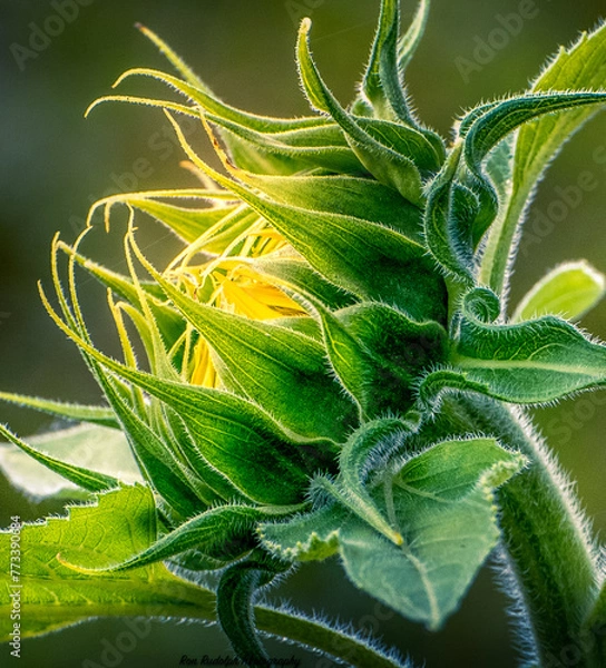 Obraz Back lit Sunflower
