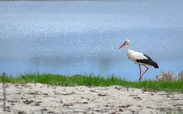 Fototapeta white stork in the nest
