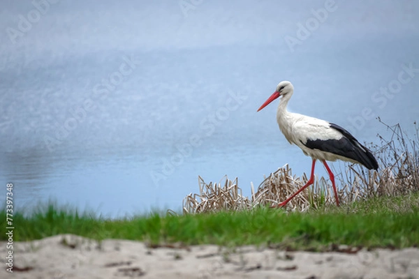 Fototapeta white stork in the nest