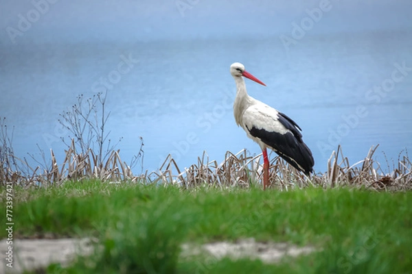 Fototapeta white stork in the grass