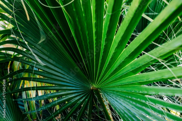 Fototapeta palm tree leaves