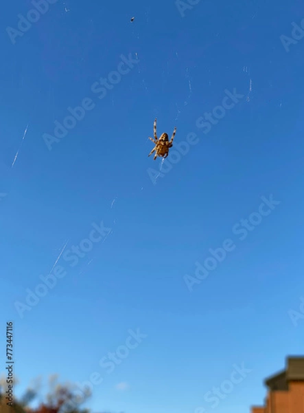 Fototapeta Spider on the web. Spider in the blue sky with prey in its web.