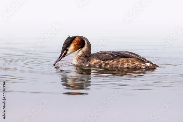 Obraz perkoz dwuczuby