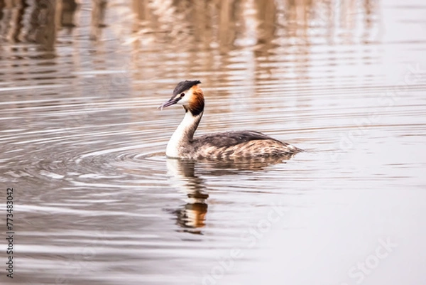 Obraz perkoz dwuczuby