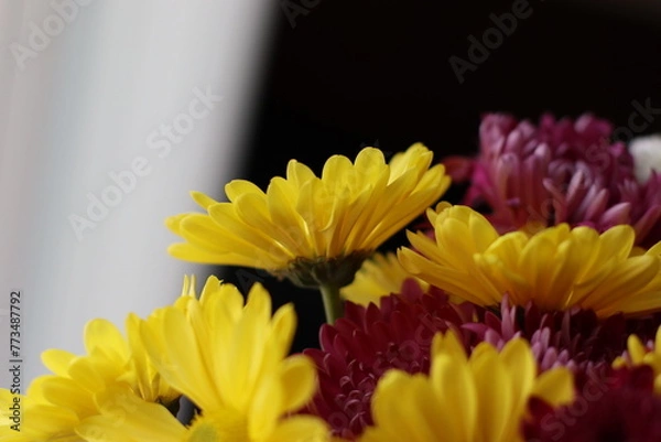 Fototapeta spring flowers