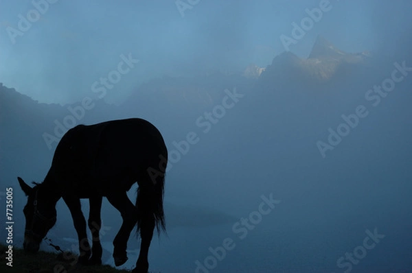 Obraz Alpine grazing mule